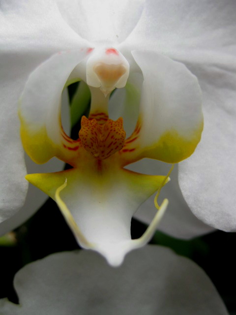 White Orchid3Center