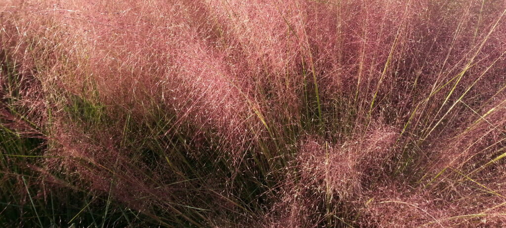 Pink grass cropped